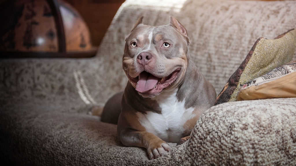 Hoe kom ik van mijn gevaarlijke hond af? 'Opvang is er bijna niet'