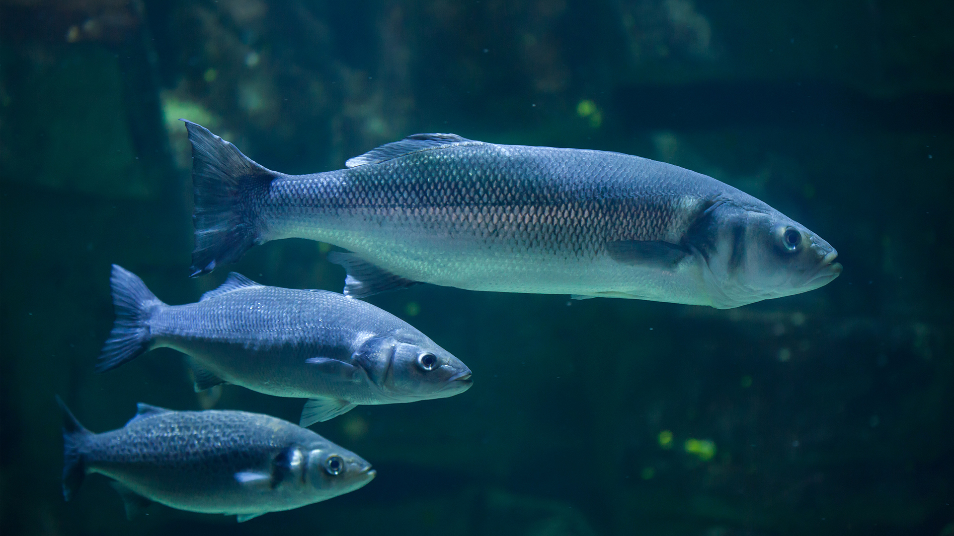 Bijten in Benidorm: tientallen Nederlanders slachtoffer van boze zeebaarzen