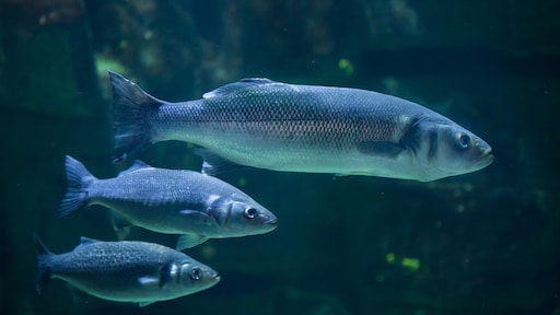 Bijten in Benidorm: tientallen Nederlanders slachtoffer van boze zeebaarzen