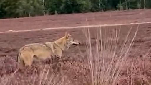 Hond vermist nadat ze werd gegrepen door wolf in Epe: 'Hoop dat ze vannacht terugkomt'