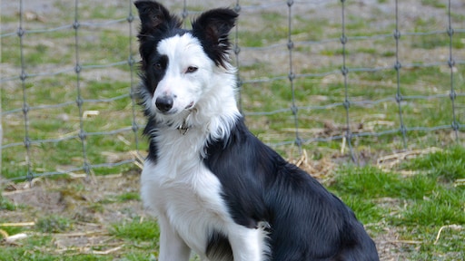 Hond Daisy nog vermist, schaapskudde gaat niet meer de hei op