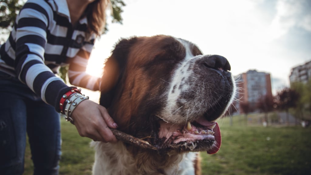 Sylvia werd als kind in haar gezicht gebeten door de hond van haar grootouders: 'Nog nachtmerries'