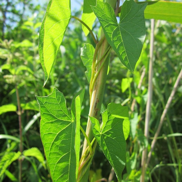 Een haagwinde die zich om een andere plant heeft gewikkeld.