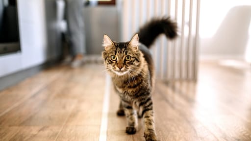 Waarom katten juist op je afkomen als je bang voor ze bent