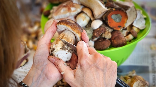Duitse paddenstoelen weer eetbaar, veertig jaar na kernramp Tsjernobyl