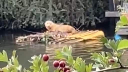 Jonge zeehond gespot in water bij Utrecht: 'Geniet op afstand'