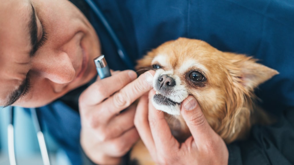 Zó controleer je het gebit van je hond