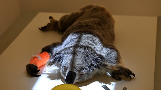 Australië keurt vaccin tegen chlamydia voor koala's goed