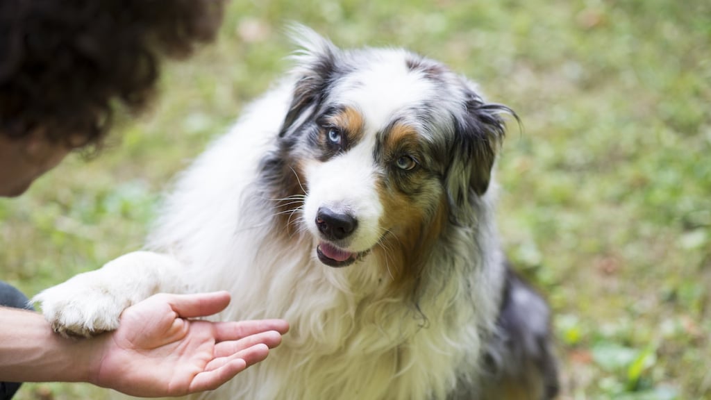 Dit betekent het dus als een hond z'n pootje op je legt