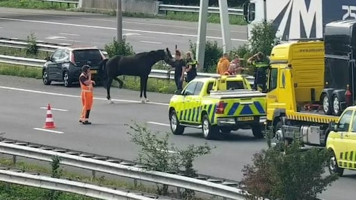 Er staat een paard op... de snelweg: 'enorme file' op de A4 opgelost