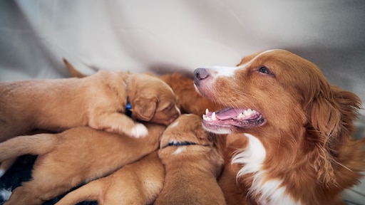 Zo herken je illegale broodfokkers en hun puppyfabrieken