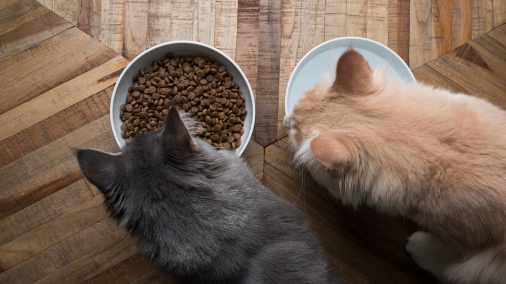 Waarom het voer- en drinkbakje van je kat niet bij elkaar moeten staan