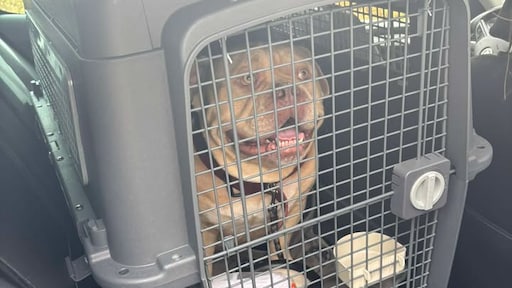Hond mag niet aan boord vliegtuig, vrouw dumpt dier in taxi en gaat alsnog