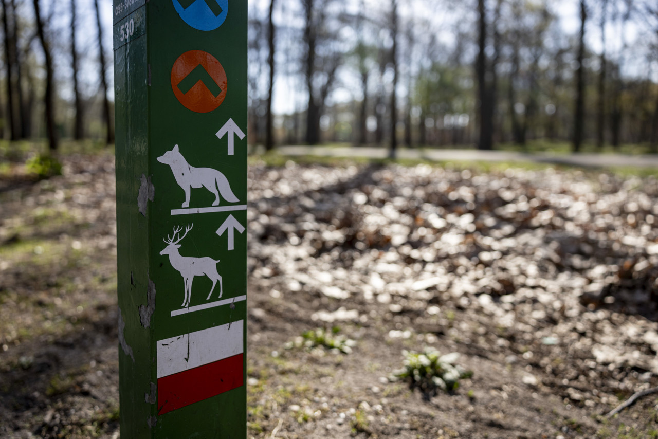 Tientallen nieuwe wolven in Nederland, twee nieuwe leefgebieden