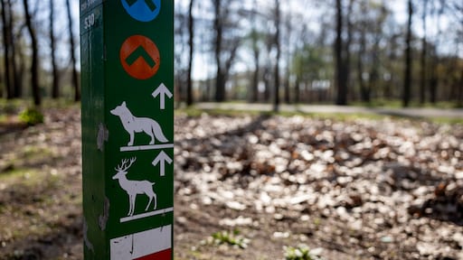Tientallen nieuwe wolven in Nederland, twee nieuwe leefgebieden
