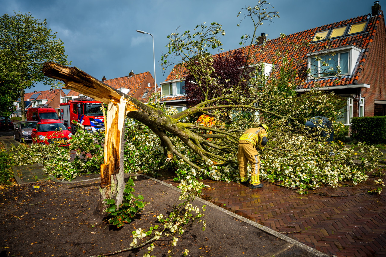 Brandweerlieden zijn druk met het vrijmaken van de weg in Alphen aan den Rijn, nadat een boom is omgewaaid en de weg blokkeert.