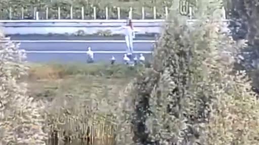 Bijzondere vertraging op de A12: 'Zwanentemmer nam dieren onder haar vleugels'