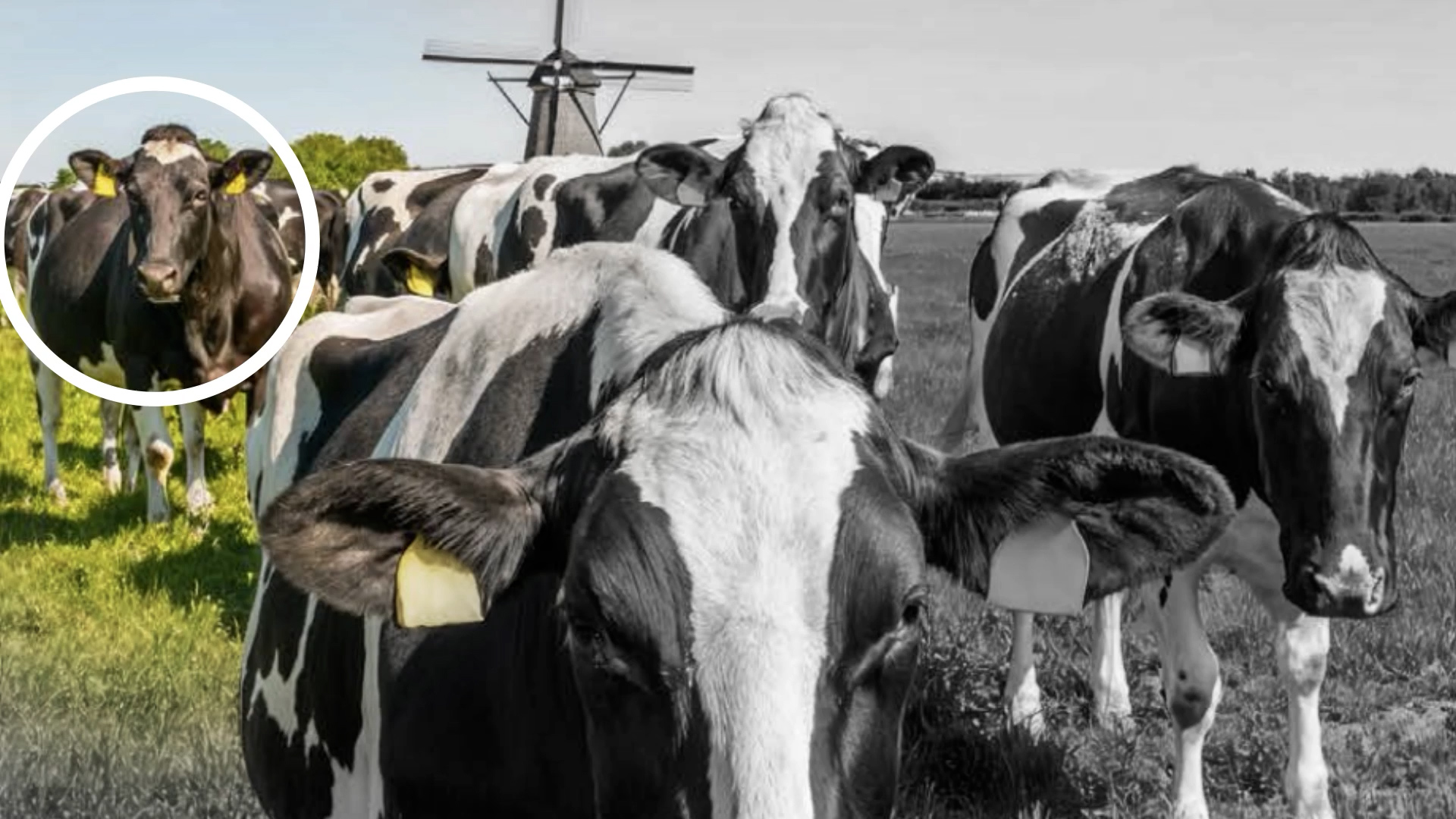 Foto uit PVV verkiezingsprogramma: de omcirkelde koe heeft twee lichamen 