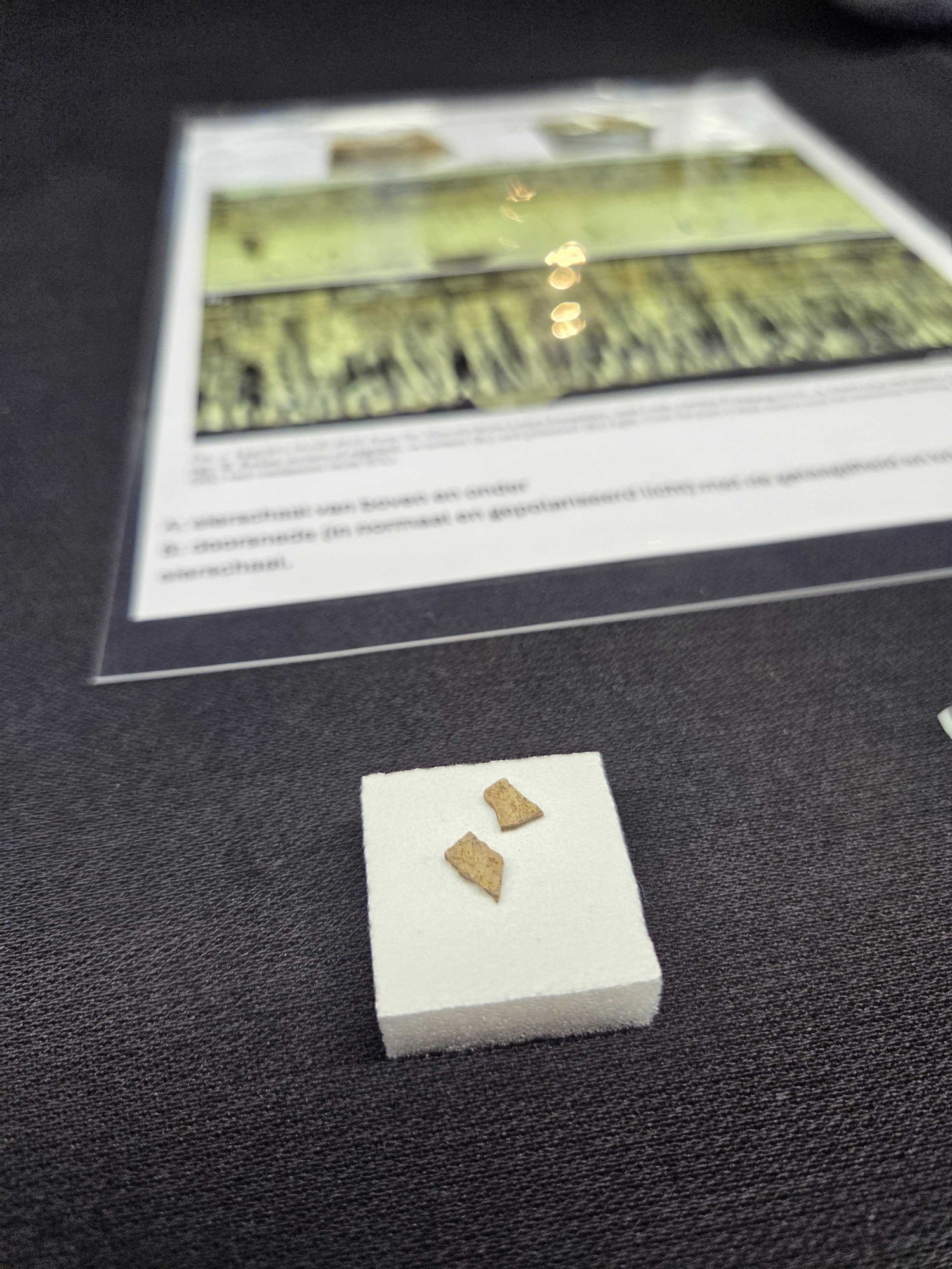 De gevonden eierschaal van Tyrannosaurus rex.