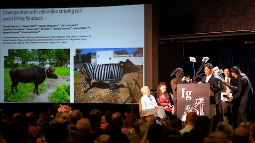 'Nobelprijzen' voor koeien vermomd als zebra's en Nederlands spreken met alcohol op