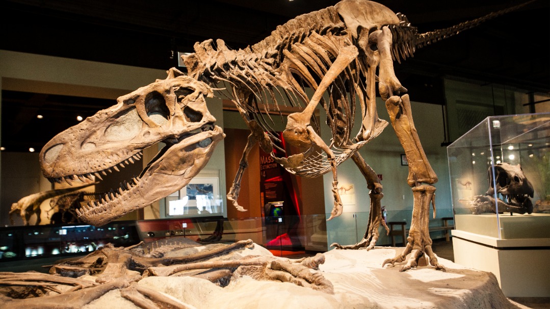 Nederlandse onderzoekers vinden allereerste T-rex-eierschaal