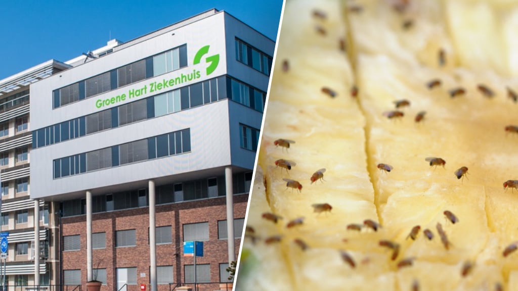 Zo kwamen fruitvliegjes in de operatiekamers van ziekenhuis in Gouda terecht