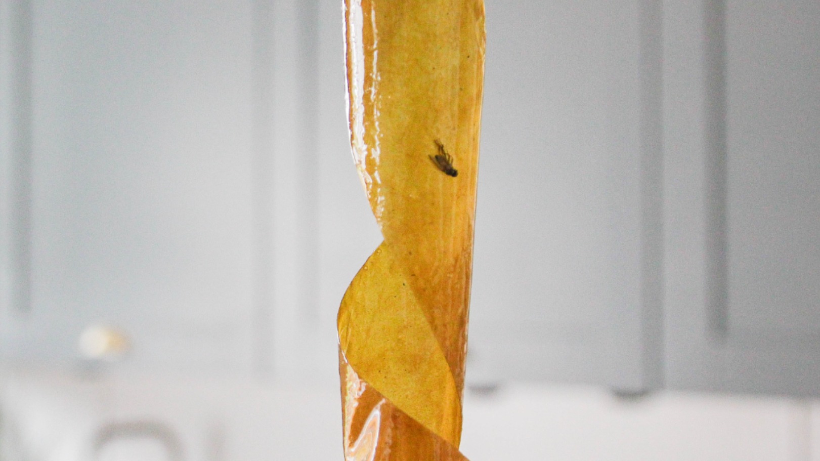 Fruitvliegjesplaag ziekenhuis Gouda bestreden, operatiekamers weer open