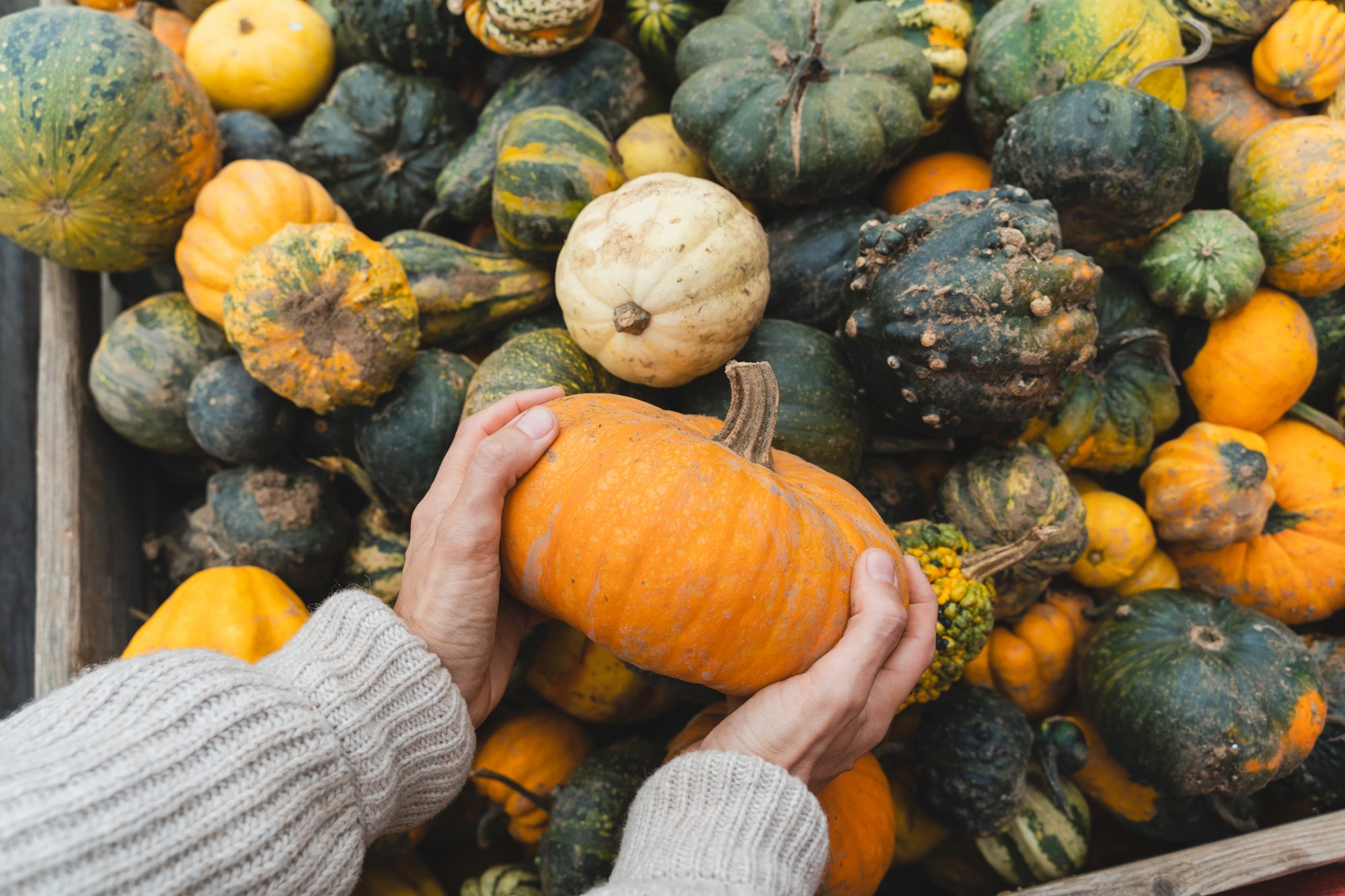 Voedzame krachtpatser: waarom pompoen meer is dan herfstdecoratie