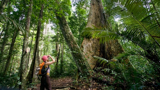 Suriname wil hulp bij behoud regenwoud: 'Trots betaalt de rekeningen niet'