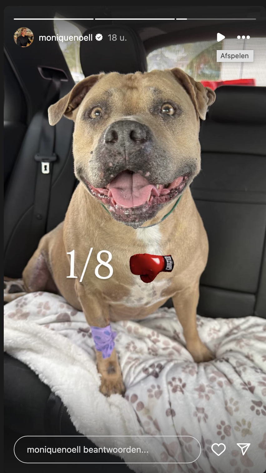 Hond Monique Westenberg