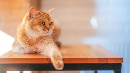 Zijn raskatten minder lief? Zo zit het écht volgens dierenarts Piet