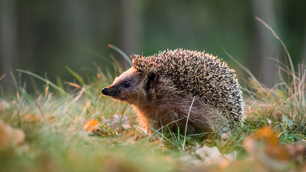 Egel in de tuin? Dit moet je wel én niet doen