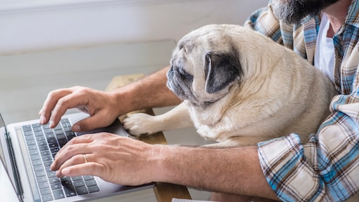 Fysiotherapeut wint rechtszaak van werkgever: hond Pep blijft welkom in praktijk