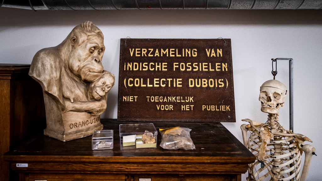 Een bord van Eugène Dubois dat deel uitmaakt van de collectie-Dubois.