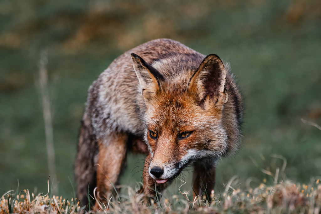 Vliegtuig botst tegen vos op Schiphol: 'Komt maar zelden voor'
