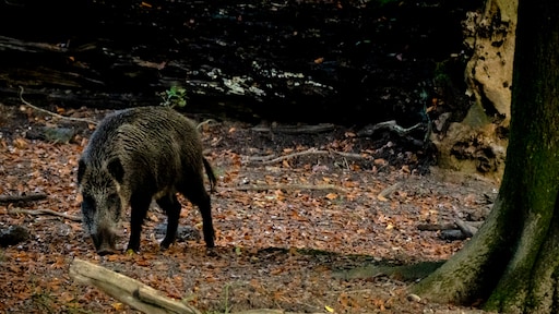 Goed nieuws voor dieren: veel eikels en beukennootjes dit jaar op de Veluwe