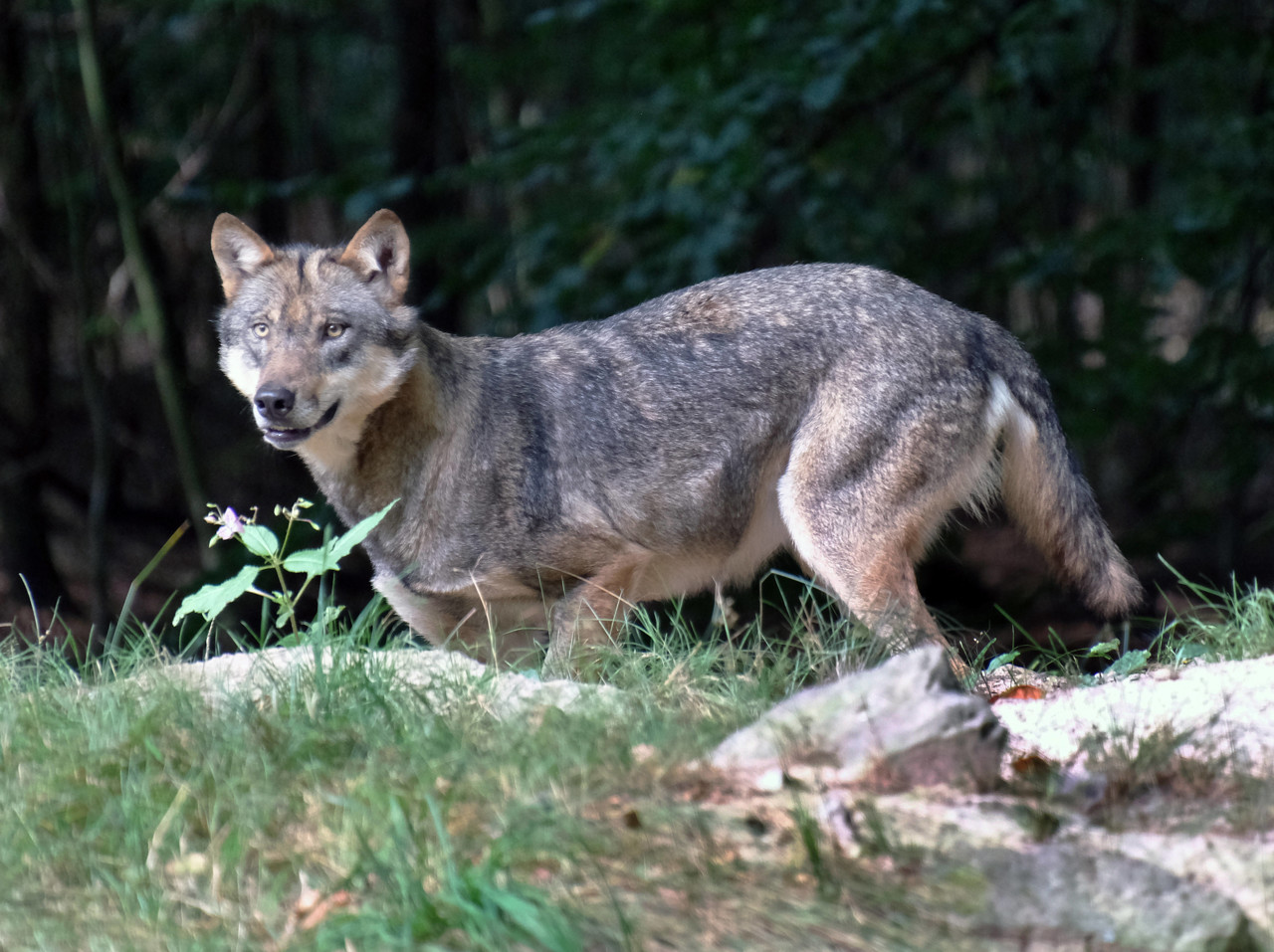 Wolven zijn bang voor mensen: 'Bijtincidenten gevolg van verkeerd handelen'