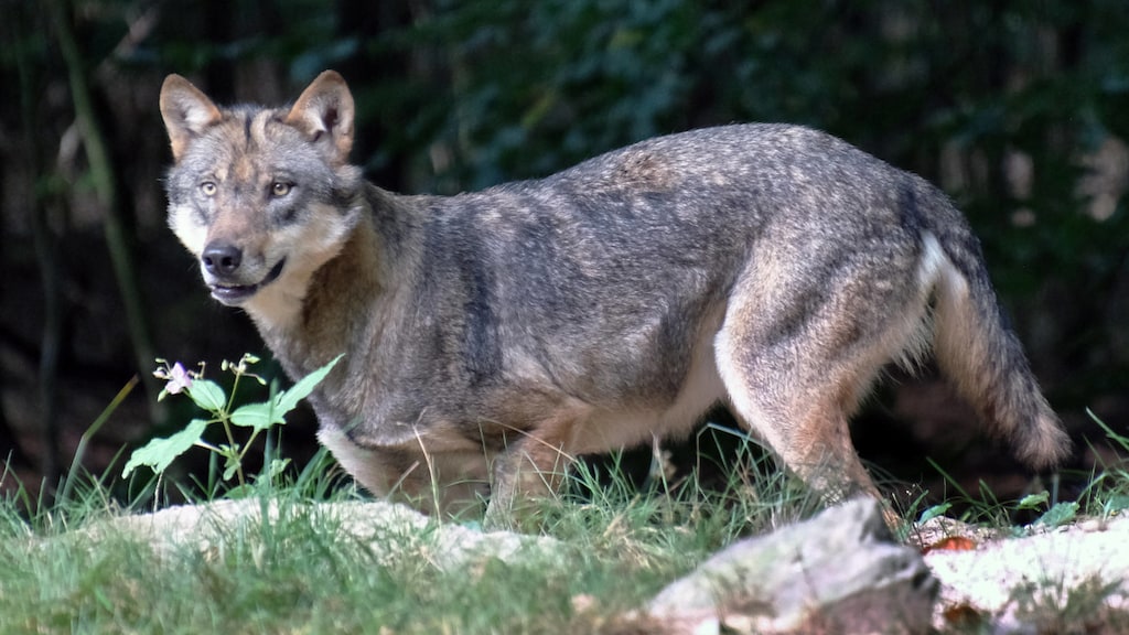 Wolven zijn bang voor mensen: 'Bijtincidenten gevolg van verkeerd handelen'
