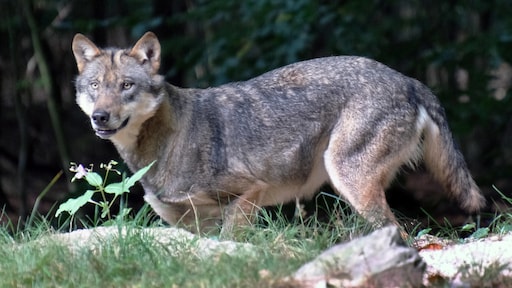 Wolven zijn bang voor mensen: 'Bijtincidenten gevolg van verkeerd handelen'