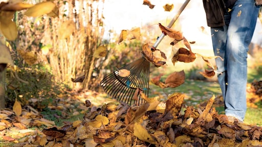 In deze gevallen kun je bladeren juist beter wel opruimen in de tuin