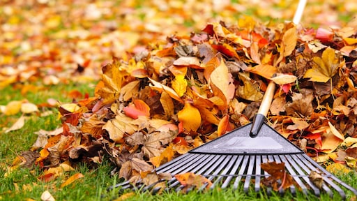In deze gevallen kun je bladeren juist beter laten liggen in de tuin