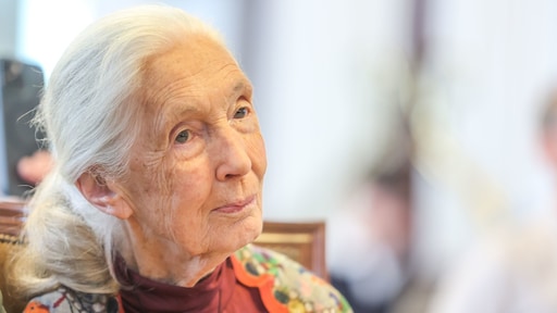 Bekende Britse chimpansee-onderzoeker Jane Goodall (91) overleden