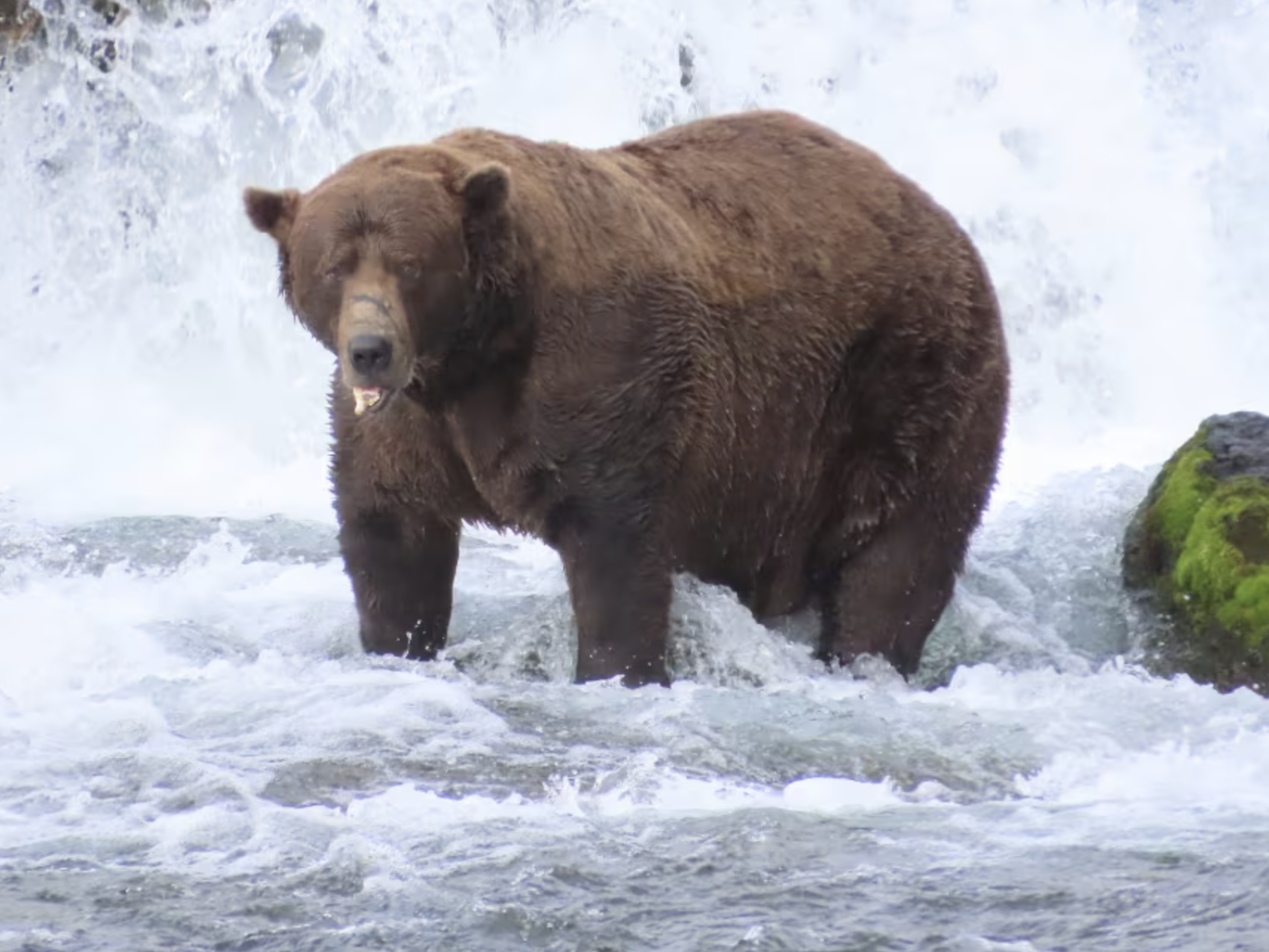 Bruine beer Chunk uitgeroepen tot 'Dikste Beer', ondanks blessure