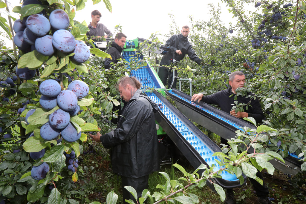 Arbeidsmigranten blijven nodig, maar volgens SER moet het minder