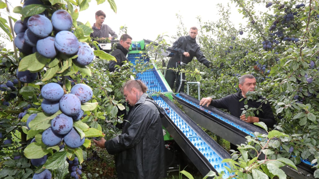 Arbeidsmigranten blijven nodig, maar volgens SER moet het minder