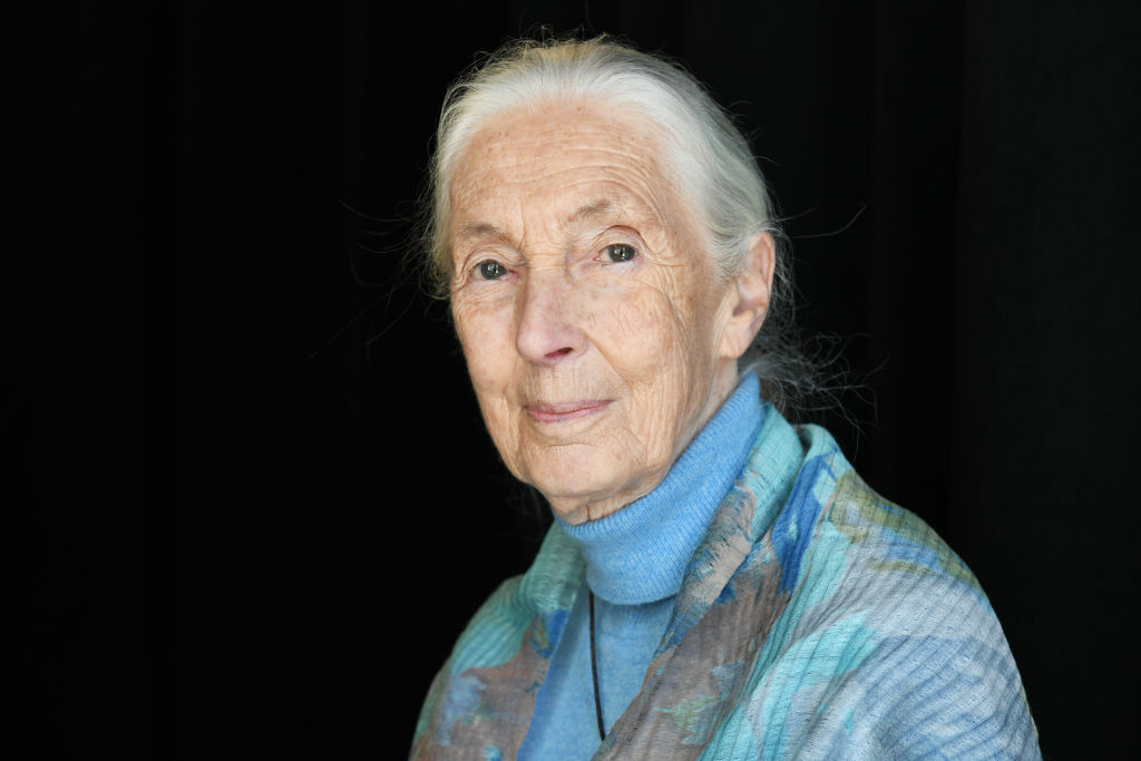 Laatste filmbeelden van Jane Goodall te zien op Nederlands festival