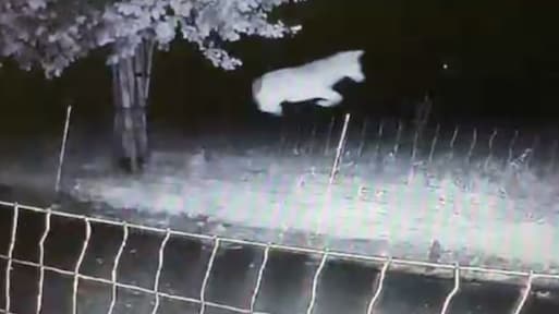 Springende wolf uit Gelderland mag toch niet worden afgeschoten