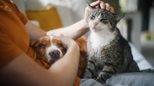 Hier maak jij je huisdier écht blij mee volgens dierenarts Piet