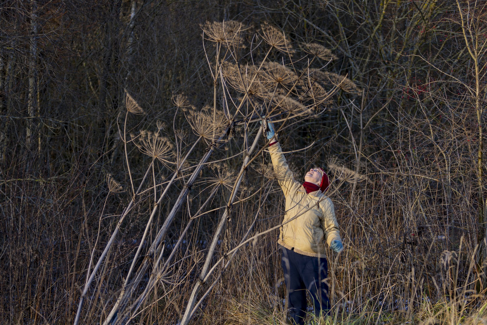 Waarom ook uitgebloeide reuzenberenklauw gevaarlijk is