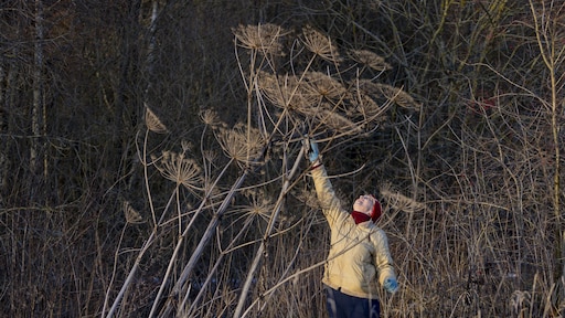 Waarom een uitgebloeide reuzenberenklauw net zo gevaarlijk is als een bloeiende